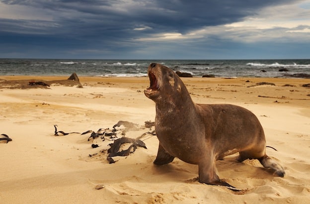 Information about New Zealand Sea Lion.