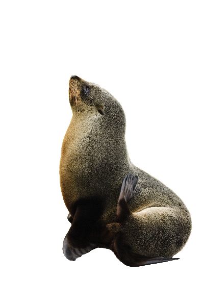 Young Sea Lion On White Background