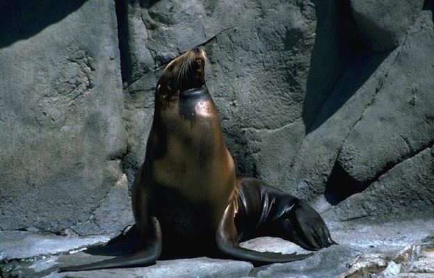 Information about Sea lion Anatomy