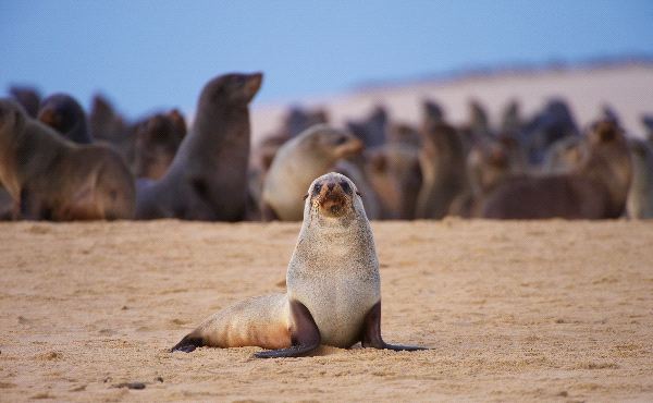 Colony Of Sea Lions On The Beach