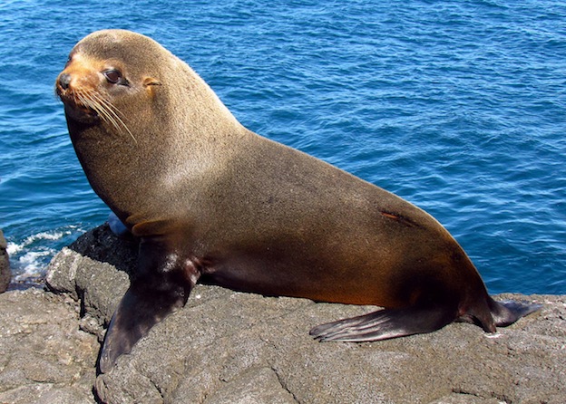 Galapagos Fur Seal - Photo taken by D. Gordon E. Robertson