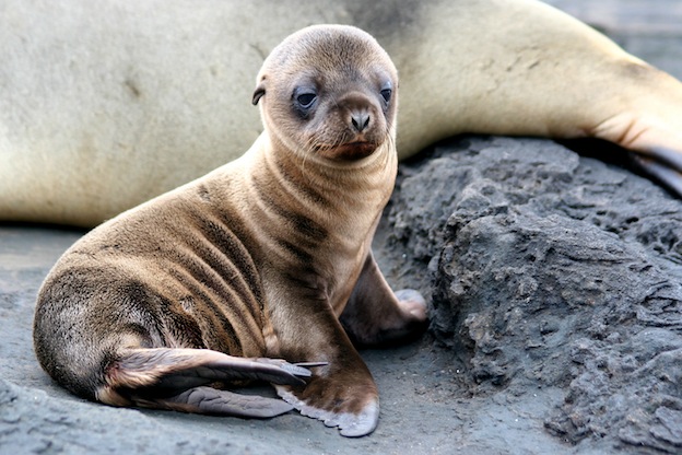 Galapagos Sea Lion characteristics