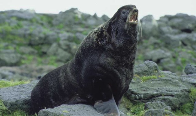 Northern fur seal Information