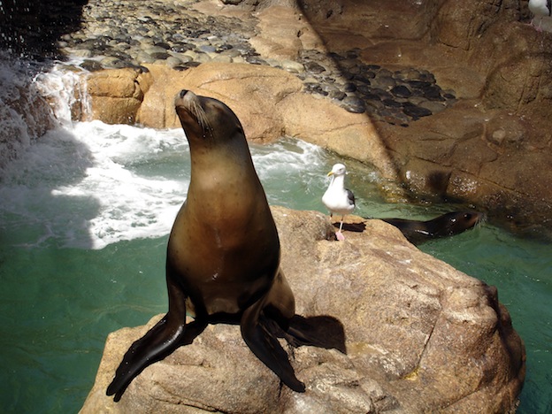 Information about Sea Lions in Captivity