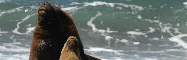 South American Sea Lion